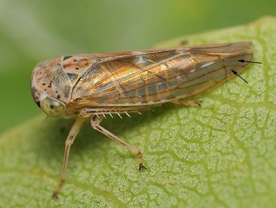 Idiocerus Cicadellidae Idiocerus stigmaticalis