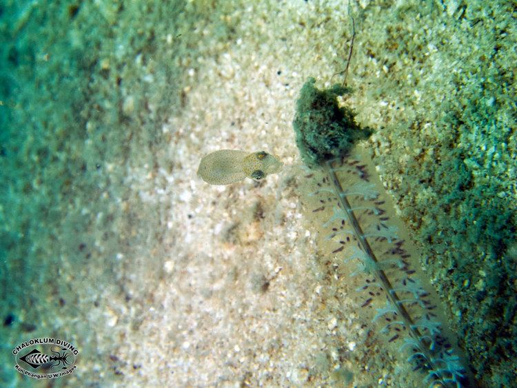 Idiosepius Pygmy Squid Idiosepius paradoxus Chaloklum Diving Koh Phangan