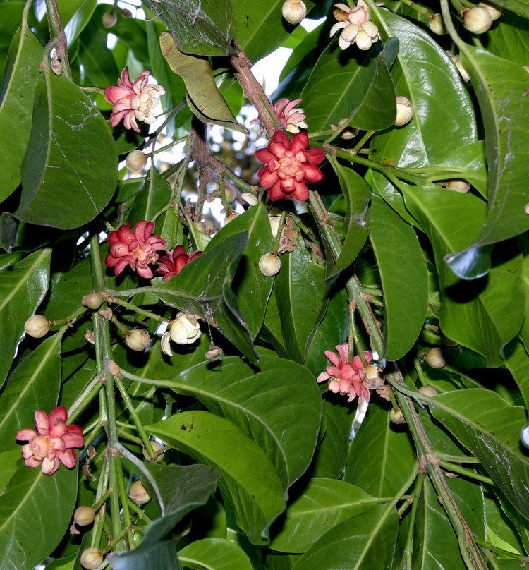 Idiospermum Idiospermum australiense 0405066504 Botanic Gardens Sydn Flickr