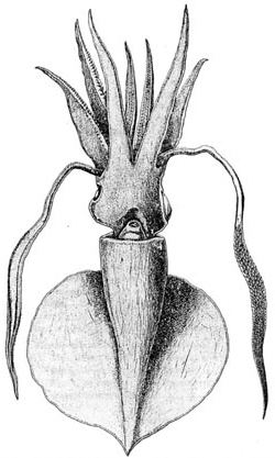 Idioteuthis latipinna