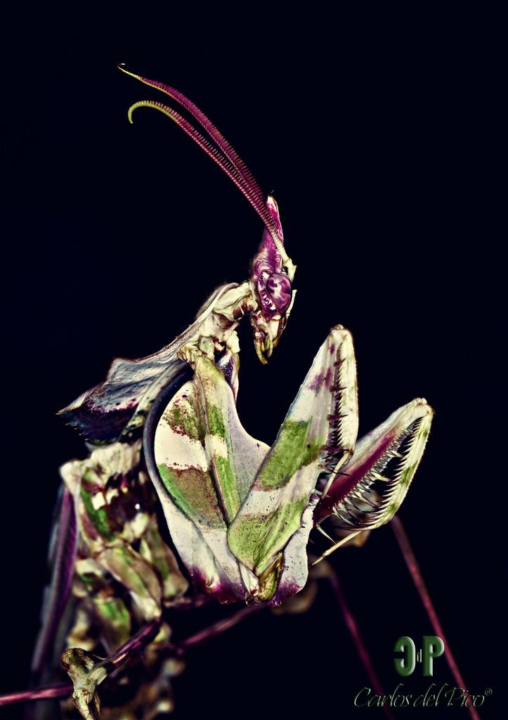 Idolomantis diabolica Idolomantis diabolica The devils mantid PD Another male Flickr