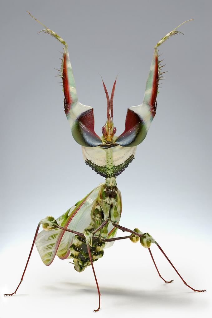 Idolomantis diabolica Devils Flower Mantis Idolomantis diabolica Keeping Insects
