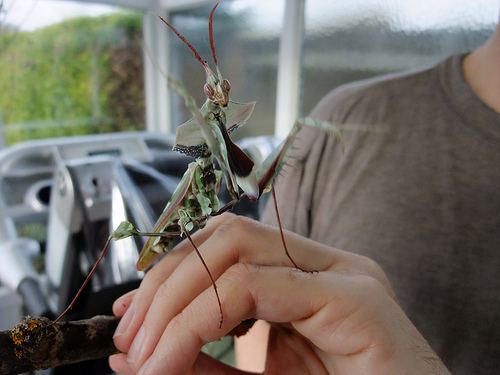 Idolomantis diabolica Giant Devil39s Flower Mantis Idolomantis diabolica