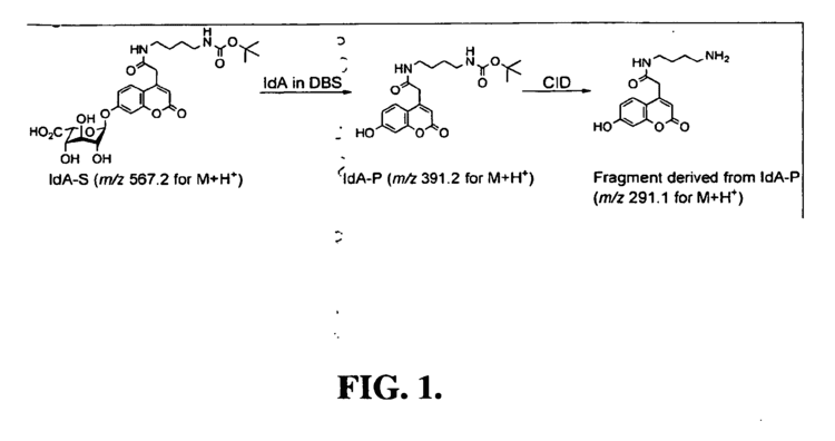 Iduronidase Patent EP2191006B1 Methods for assaying alphaliduronidase