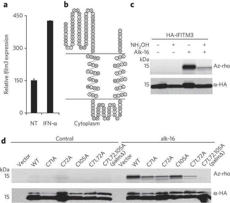 IFITM3 IFITM3 is Spalmitoylated on membraneproximal cysteine residues