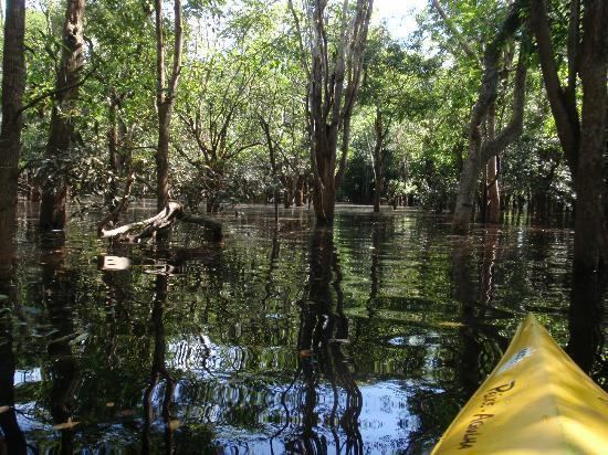 Igapó Igap Foto de Amazon Tupana Jungle Lodge Rio Amazonas TripAdvisor