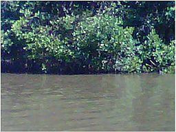 Iguamo River httpsuploadwikimediaorgwikipediacommonsthu