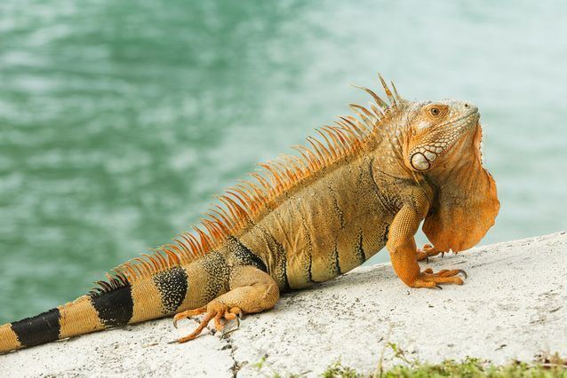 Iguana Simply amazing lizards 9 illuminating facts about iguanas MNN