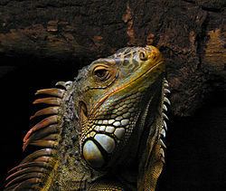 Iguana httpsuploadwikimediaorgwikipediacommonsthu