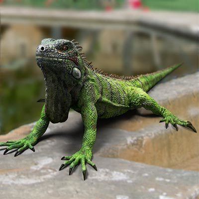 Iguania 3D model Iguania 9995 buy download