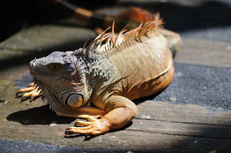 Iguanidae Animal Galleries pictures of animals from around the world