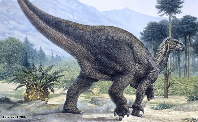 Iguanodon BBC Nature Iguanodons videos news and facts