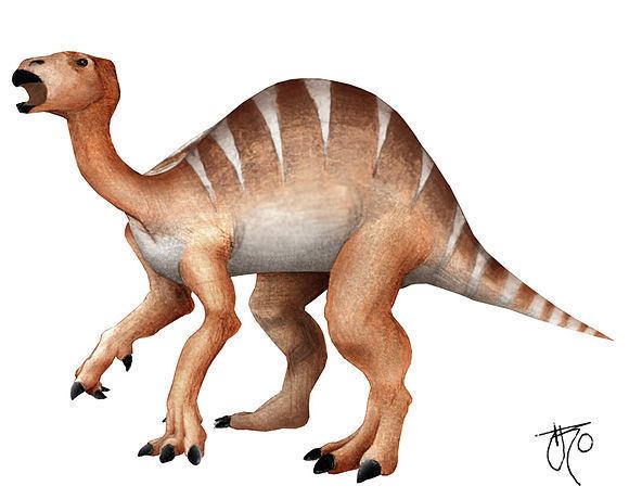 Iguanodontia Iguanodontia Wikiwand