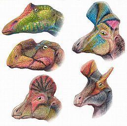 Iguanodontidae httpsuploadwikimediaorgwikipediacommonsthu