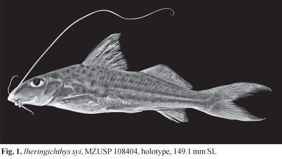 Iheringichthys wwwscielobrimgrevistasniv10n104f01jpg