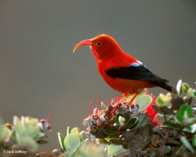 ʻIʻiwi State of the Birds Iiwi Newsdesk