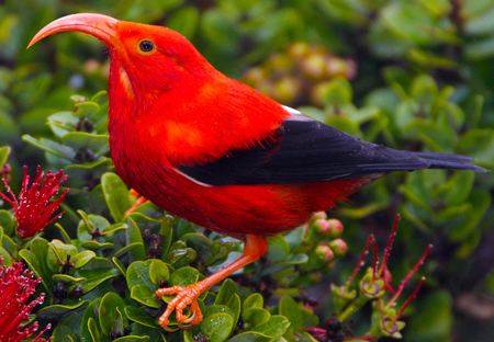 ʻIʻiwi 78 Best images about Honeycreeper liwi on Pinterest Scarlet