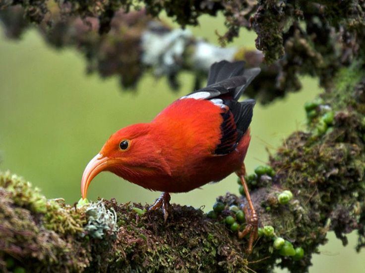 ʻIʻiwi 17 Best images about Birds on Pinterest Scarlet Birds and Bird of