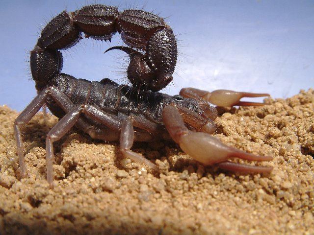 Ikitoxin