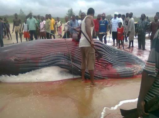 Ilaje Oh dearGiant beached Whale butchered by hungry Nigerians in Ilaje