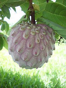 Ilama (fruit) httpsuploadwikimediaorgwikipediacommonsthu