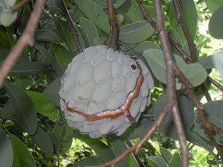 Ilama (fruit) Amazoncom 8 Fresh Ilama seeds Annona diversifolia Rare exotic