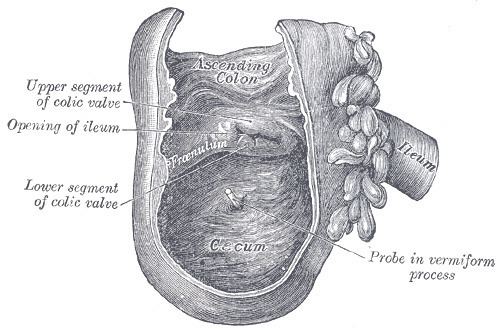 Ileocecal valve