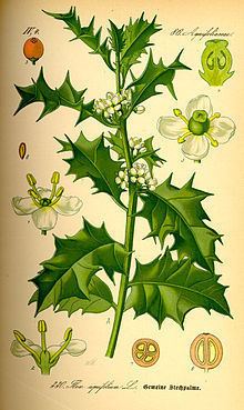 Ilex aquifolium httpsuploadwikimediaorgwikipediacommonsthu
