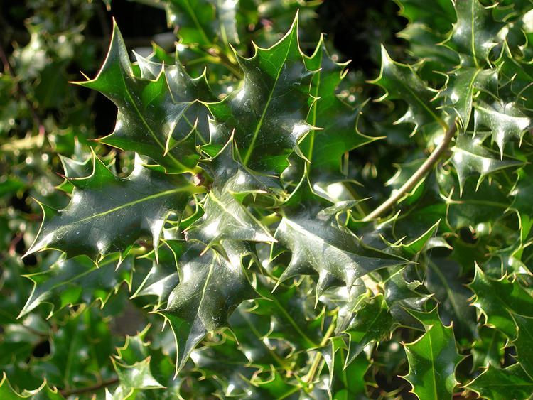 Ilex aquifolium Common Holly Ilex Aquifolium Chew Valley Trees