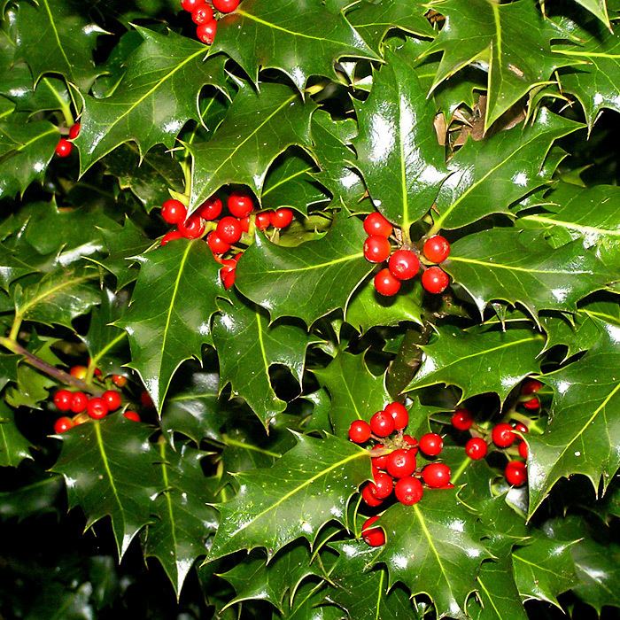 Ilex aquifolium Ilex aquifolium Holly Plants Online Trees and Hedging