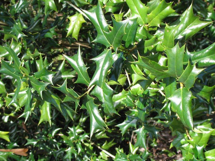 Ilex cornuta Online Plant Guide Ilex cornuta Chinese Holly