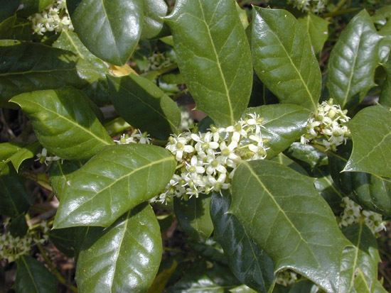 Ilex cornuta chalkrichmondedubiologytreesimagesIlexcornu