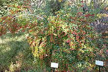 Ilex dimorphophylla httpsuploadwikimediaorgwikipediacommonsthu