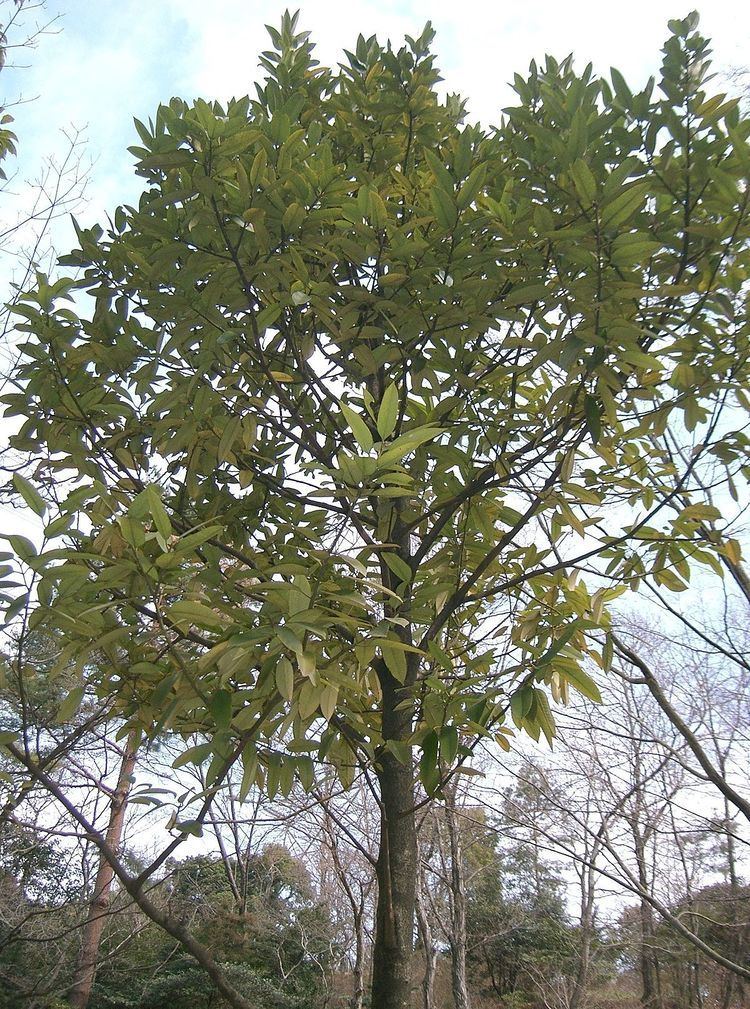 Ilex latifolia Ilex latifolia Wikipedia
