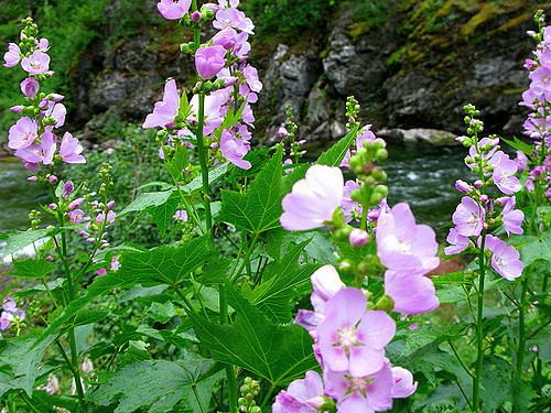 Iliamna rivularis Iliamna rivularis hollyhock Streambank Wild Hollyhock Flickr