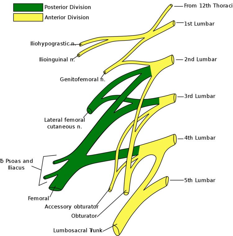 Iliohypogastric nerve