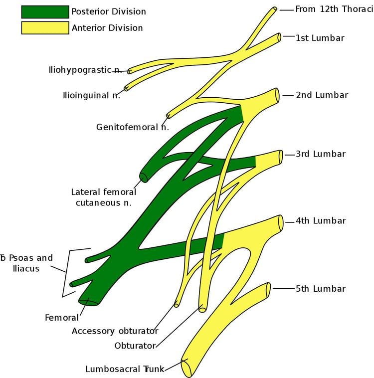 Ilioinguinal nerve