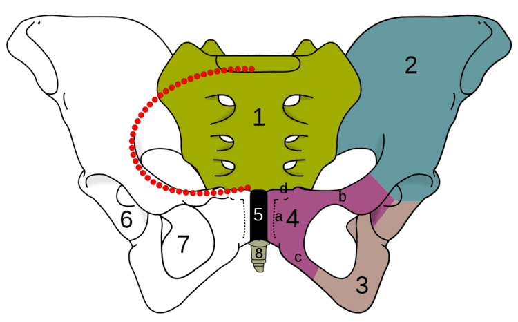 Pelvis with the iliopectineal line indicated in red dots