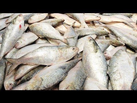 Ilish Documentary Film Video of Bangladesh National Fish Ilish YouTube