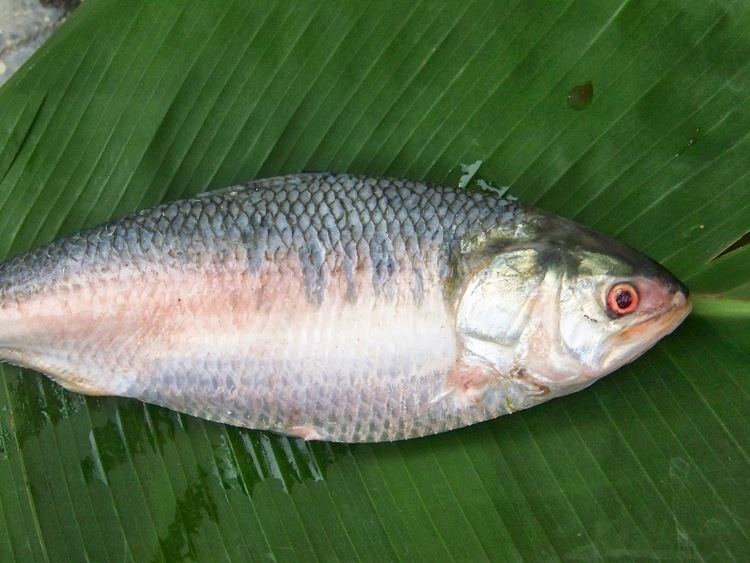 Ilish Ilish Mach Hilsa Fish Bhapa Bangali Ranna Banna
