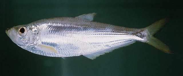 Ilisha (genus) wwwfishbaseorgimagesspeciesIlelou0jpg