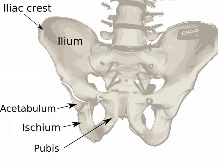 Ilium (bone)