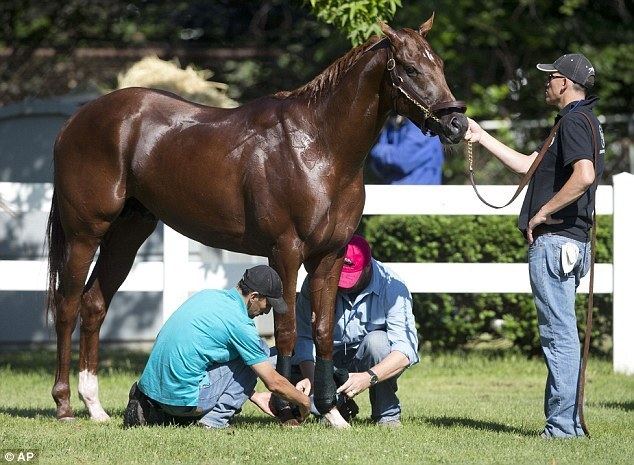 I'll Have Another I39ll Have Another Horse RETIRES before Belmont Stakes after