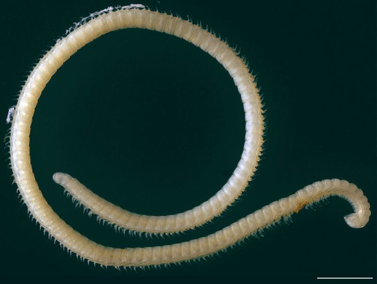 Illacme Researchers Discover New Species of Leggy Millipede in California