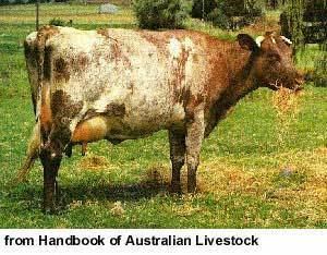 Illawarra cattle Breeds of Livestock Illawarra Cattle Breeds of Livestock