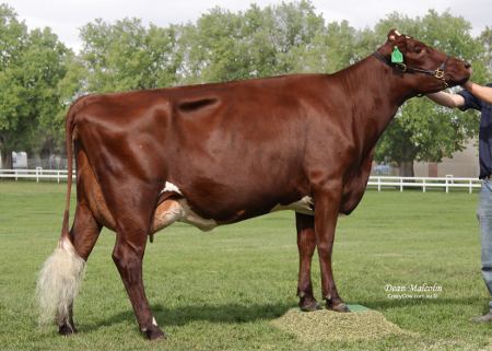 Illawarra cattle Treeton Illawarras Stud Dairy Cattle About Us