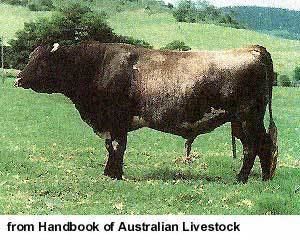 Illawarra cattle Breeds of Livestock Illawarra Cattle Breeds of Livestock
