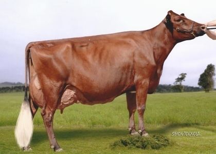 Illawarra cattle wwwillawarrasaustcomauimagesrotatorMyrtlehol