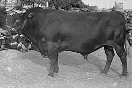 Illawarra cattle Illawarra cattle Wikipedia