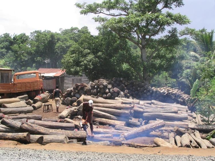 Illegal logging in Madagascar